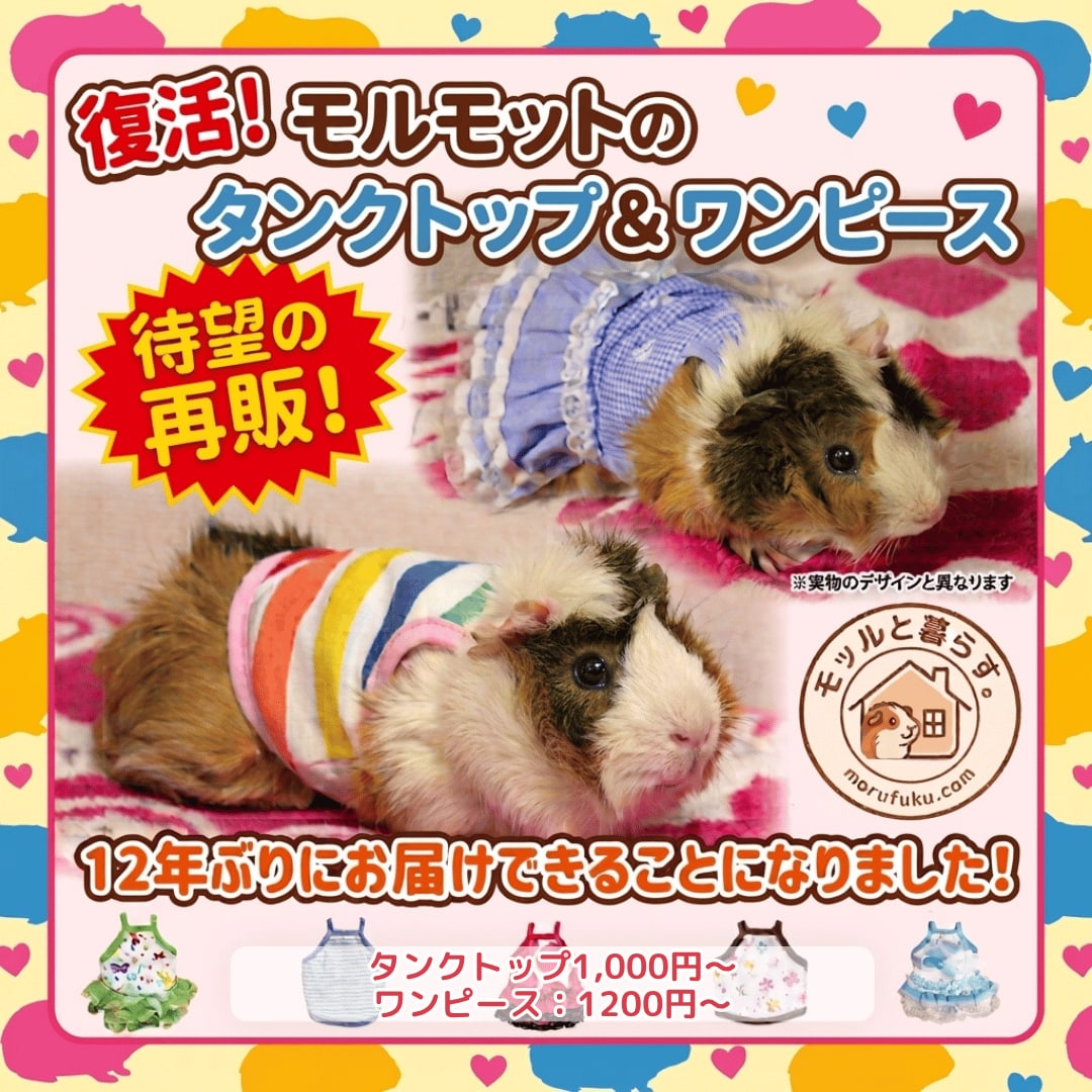 愛モル家待望！ モルモット服専門店「モッルと暮らす。」より、人気商品「ワンピース」＆「タンクトップ」が12年ぶりの復活販売！