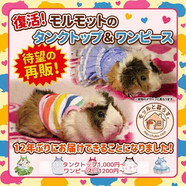 愛モル家待望！ モルモット服専門店「モッルと暮らす。」より、人気商品「ワンピース」＆「タンクトップ」が12年ぶりの復活販売！